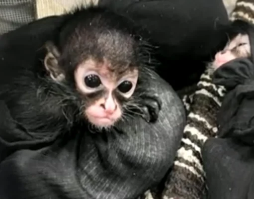 Браконьеры убивают пауковых обезьян и продают их детенышей в социальных сетях